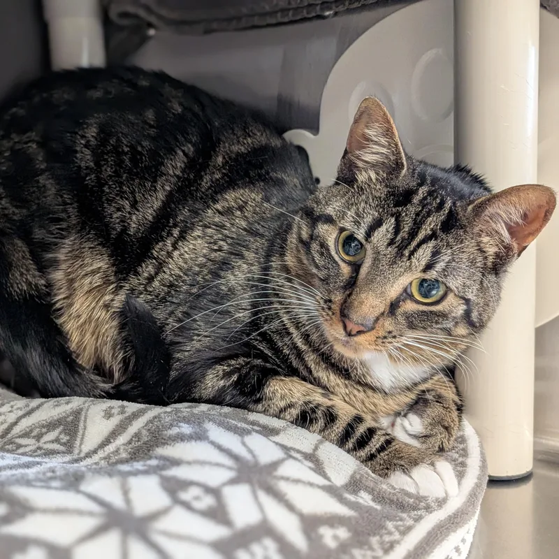 An adult medium-sized male Tabby (Brown / Chocolate) Domestic Short Hair cat named Symon for adoption in Jefferson, WI