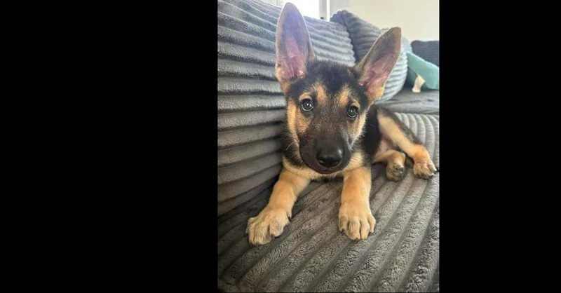 A baby small-sized male Mixed Breed dog named Three Guys: Apollo for adoption in Dallas, TX