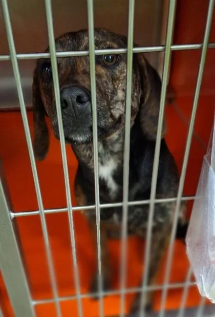 An adult medium-sized female Hound dog named Emily for adoption in Kansas City, MO