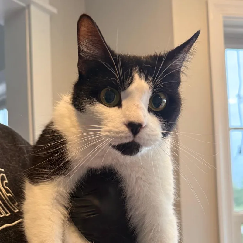 An adult small-sized female Black Domestic Short Hair cat named Badger In Chestertown  for adoption in Alexandria, VA