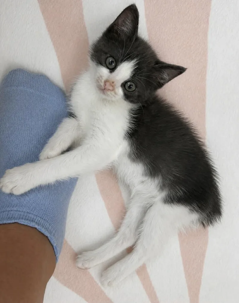A baby small-sized female Tuxedo cat named Padma C Grace for adoption in Saunderstown, RI