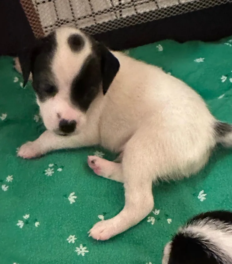 A baby small-sized male Chihuahua dog named Puppy Woody   for adoption in Los Angeles, CA