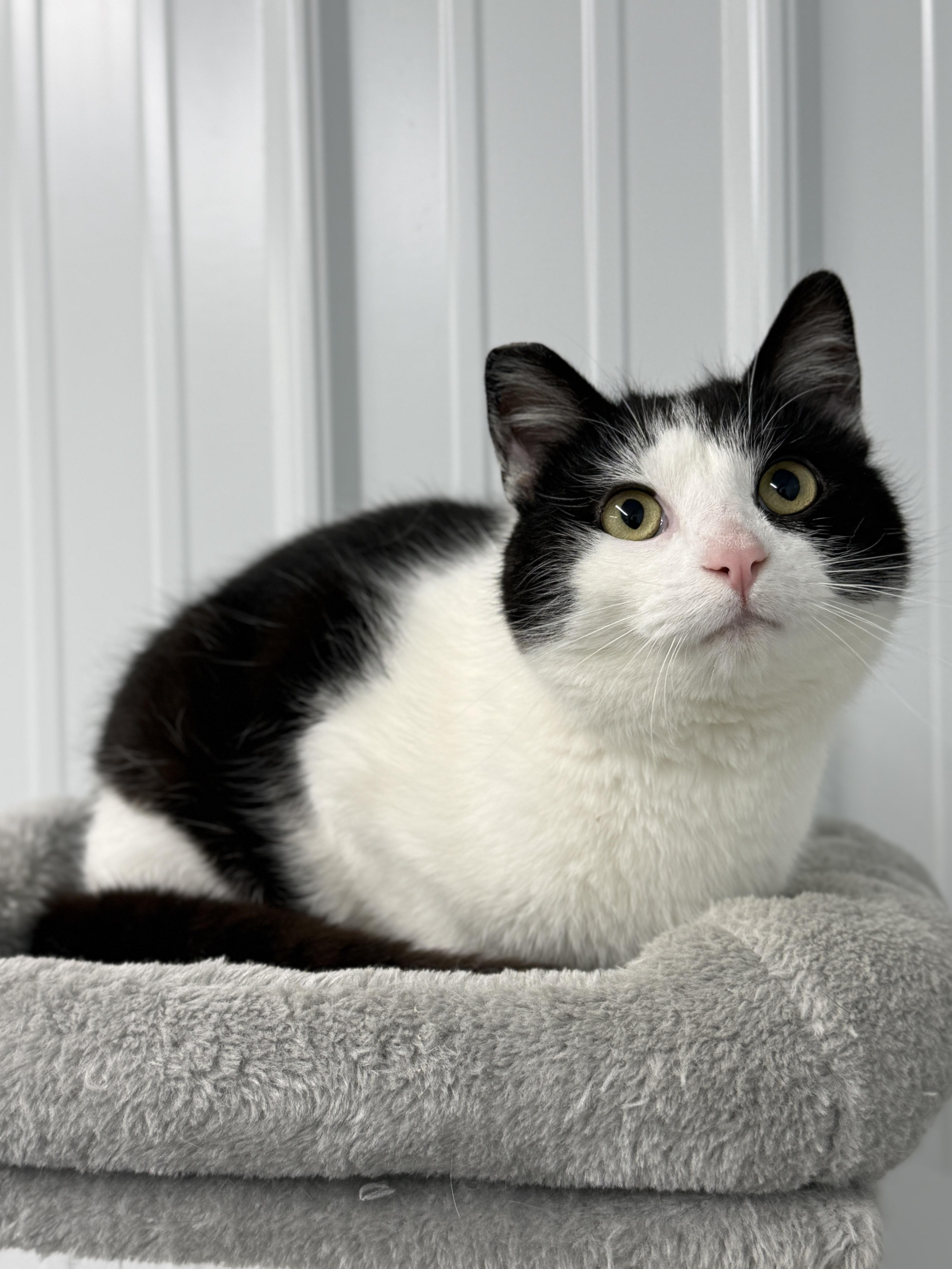 An adult medium-sized male Black & White / Tuxedo Domestic Short Hair cat named Bentley for adoption in Wautoma, WI