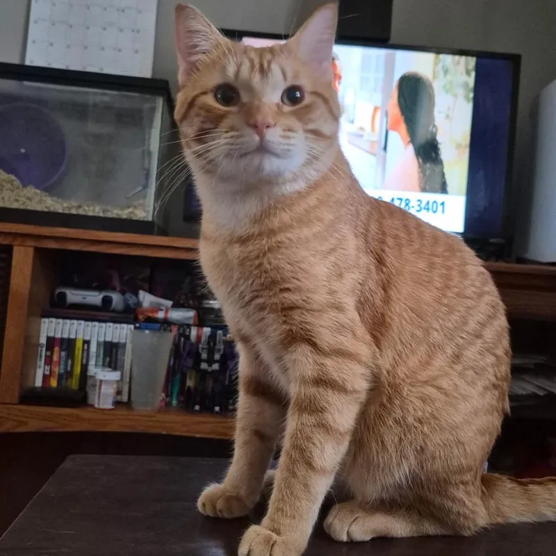 A young large-sized male Orange / Red Domestic Short Hair cat named Tuffy C for adoption in Minnetonka, MN