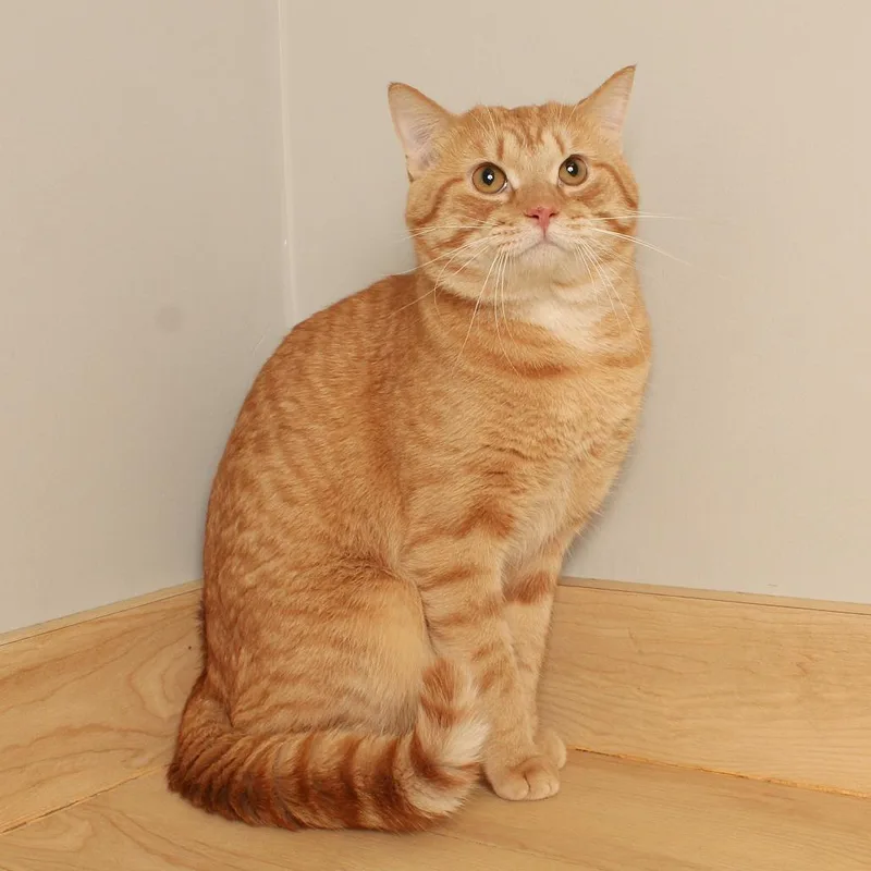 Tuffy C thumbnail 2