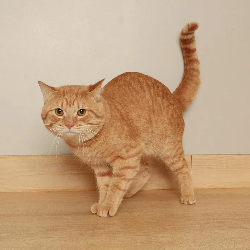 Tuffy C thumbnail 3