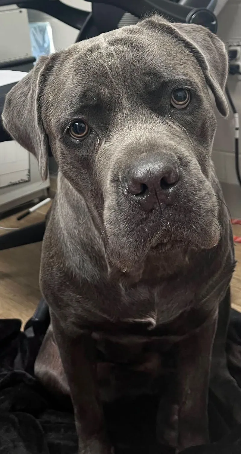 A young medium-sized female Cane Corso dog named Connie for adoption in Rowlett, TX