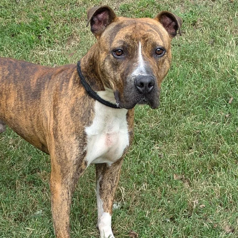 An adult large-sized male Pit Bull Terrier dog named Mula for adoption in Charlottesville, VA