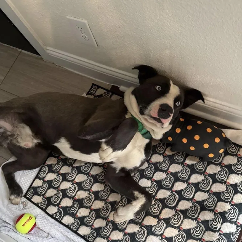 An adult large-sized male Gray / Blue / Silver Pit Bull Terrier dog named Mullins for adoption in Dallas, TX