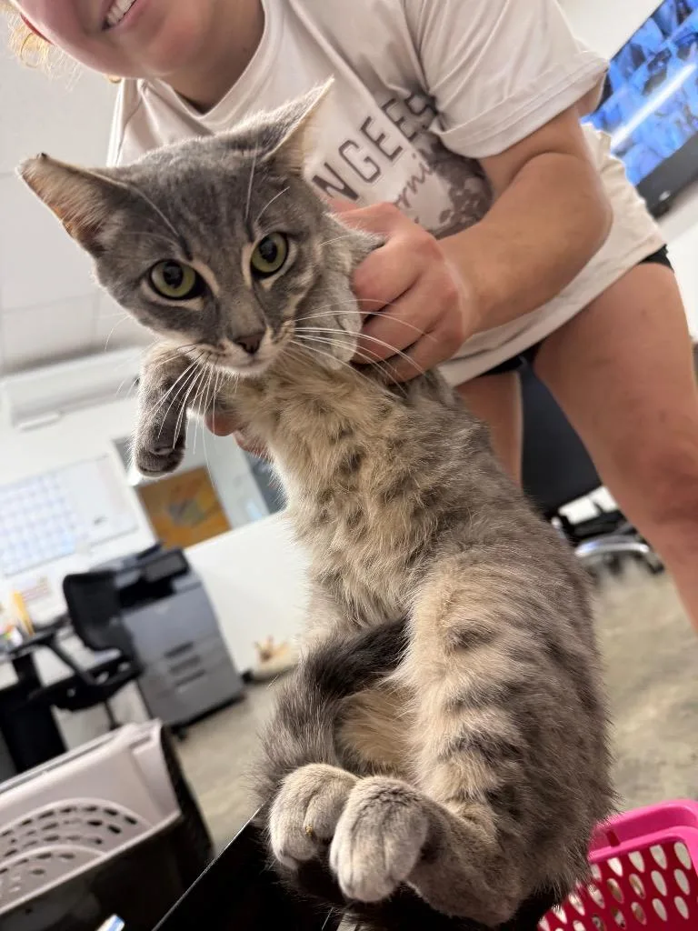 A young small-sized male Domestic Short Hair cat named Conner for adoption in Thousand Oaks, CA