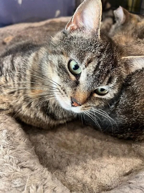 A young medium-sized female Tabby (Brown / Chocolate) Domestic Short Hair cat named Darcy for adoption in Colmar, PA