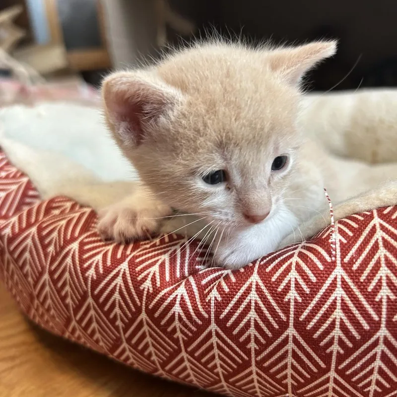 A baby small-sized female Calico Domestic Short Hair cat named Wren for adoption in Fredericksburg, TX
