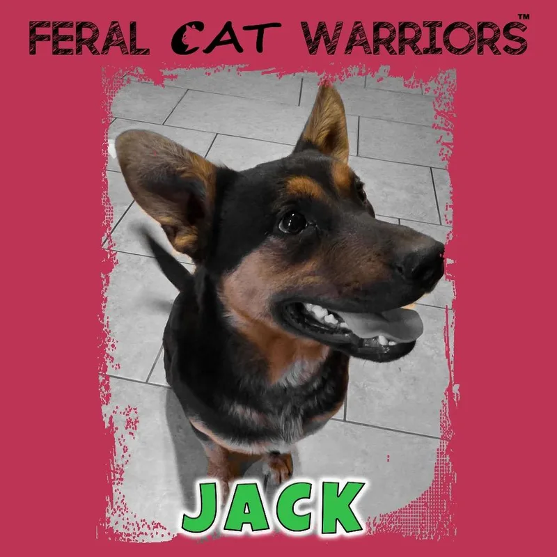 A young medium-sized male Black Shepherd dog named Jack for adoption in Kingman, AZ
