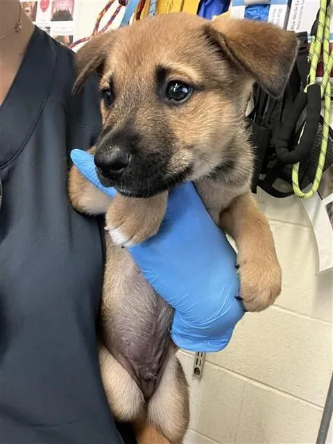 A baby small-sized male German Shepherd Dog dog named Artie for adoption in Sacramento, CA