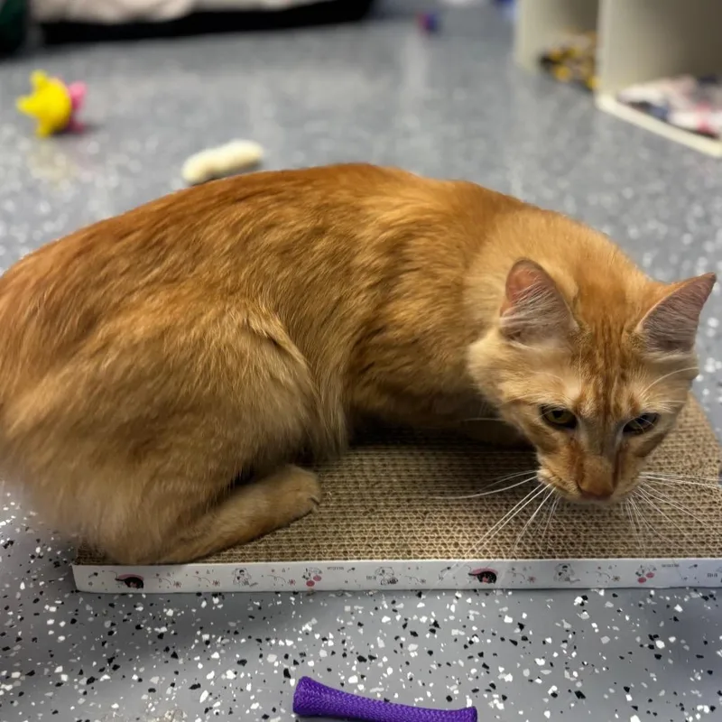 An adult medium-sized male Orange / Red Domestic Long Hair cat named Christopher for adoption in Marshalltown, IA