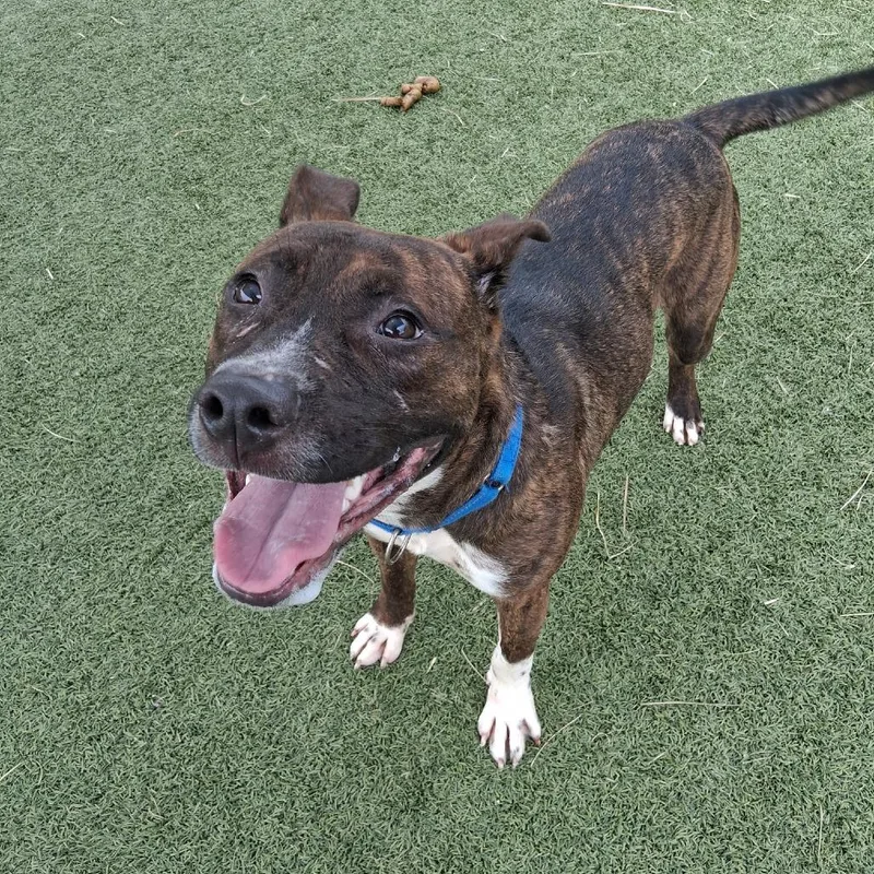 An adult medium-sized male Brindle Pit Bull Terrier dog named Landing for adoption in Galveston, TX