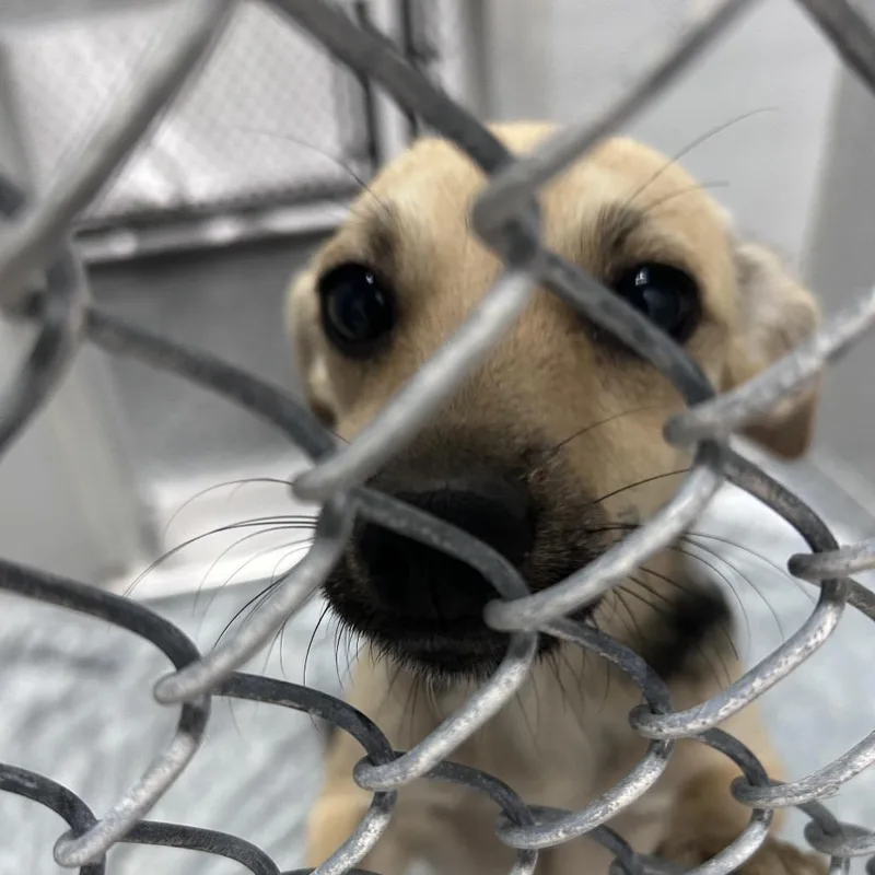 A young small-sized female Mixed Breed dog named Duchess for adoption in Greenville, SC
