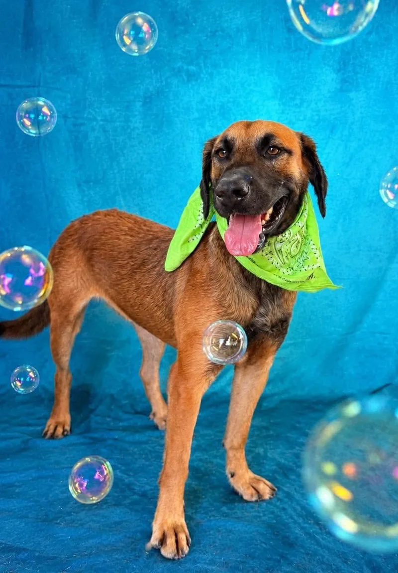 A young medium-sized male Black Mouth Cur dog named Canelo for adoption in Gregory, TX