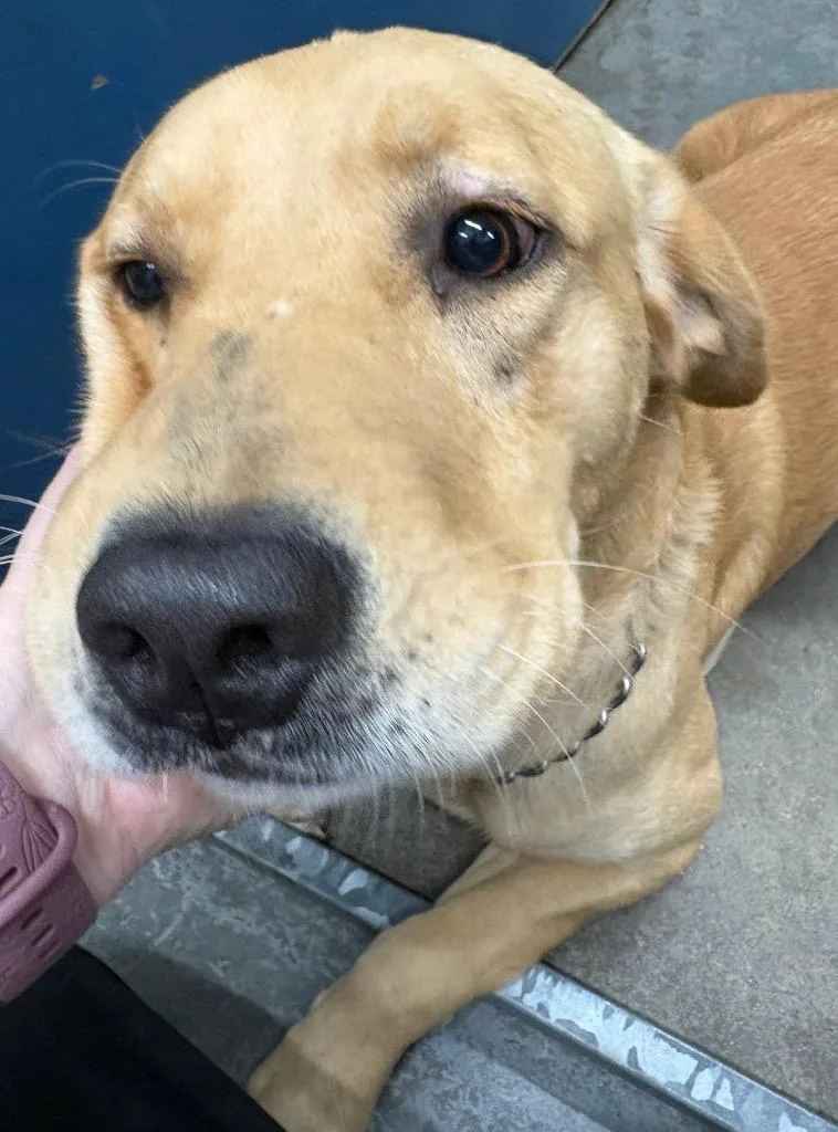 A young large-sized male Yellow Labrador Retriever dog named Drake for adoption in Henderson, NC