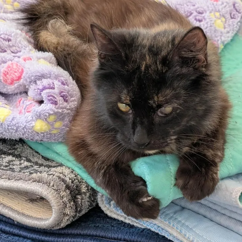 A young small-sized female Tortoiseshell Domestic Long Hair cat named C Noir for adoption in Franklin, PA