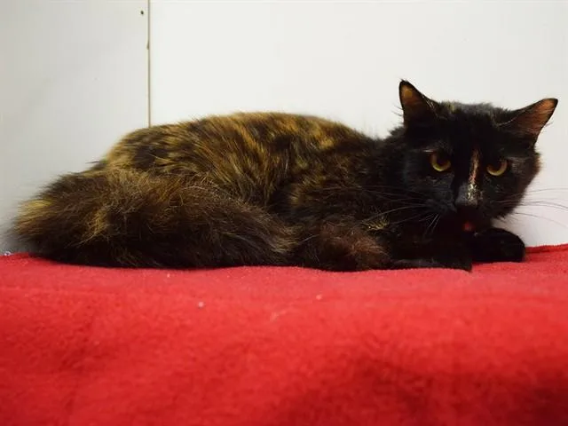 A young medium-sized female Domestic Medium Hair cat named Starr for adoption in Sacramento, CA