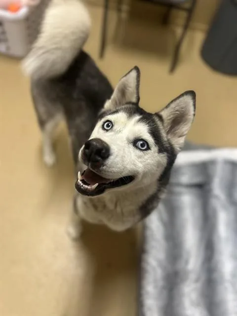 An adult large-sized female Siberian Husky dog named Evelyn for adoption in Chula Vista, CA