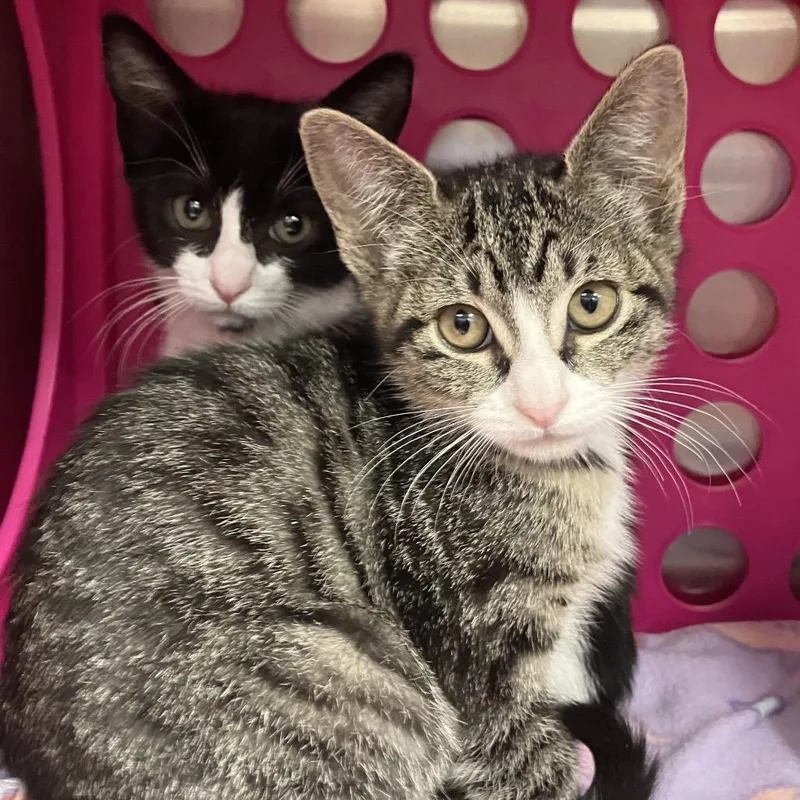 A baby small-sized female Black Domestic Short Hair cat named Billi Jean for adoption in Keizer, OR