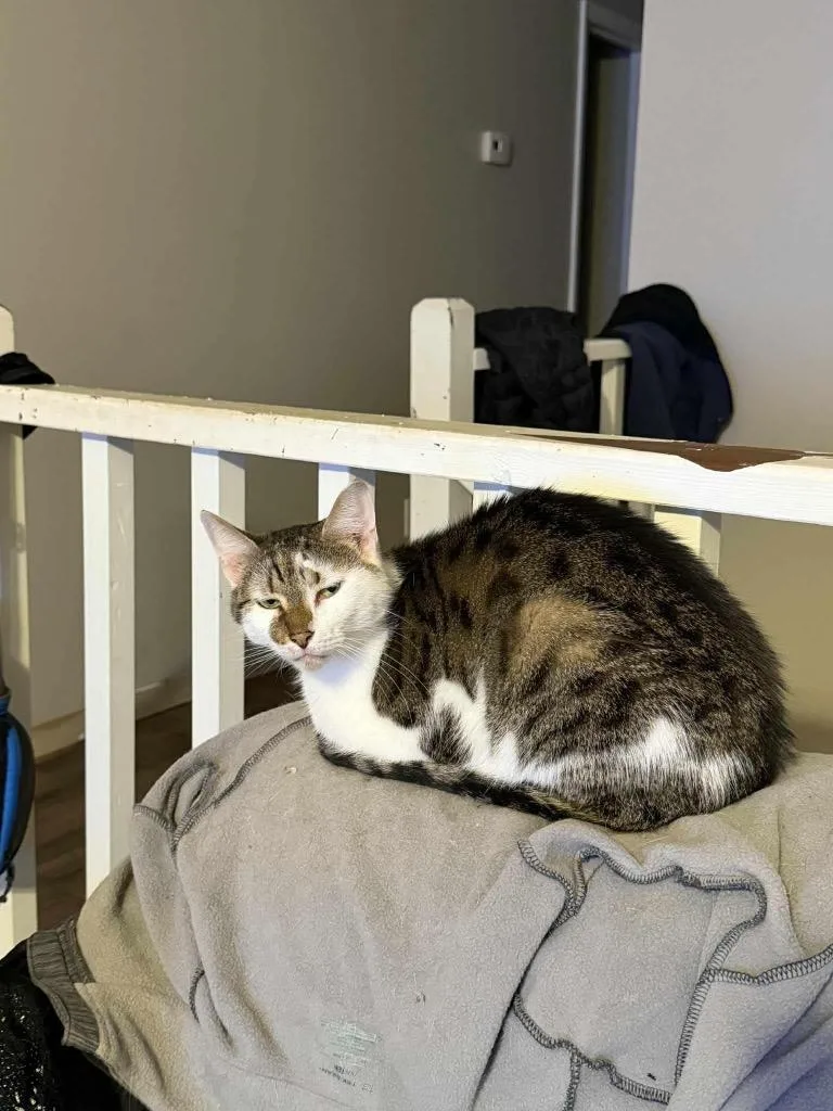 An adult large-sized male Domestic Short Hair cat named Bombom for adoption in warrenville, SC