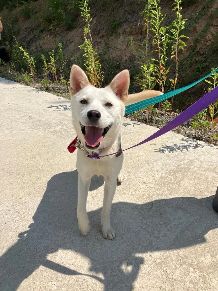 A baby medium-sized female Jindo dog named Risha for adoption in Long Island City, NY