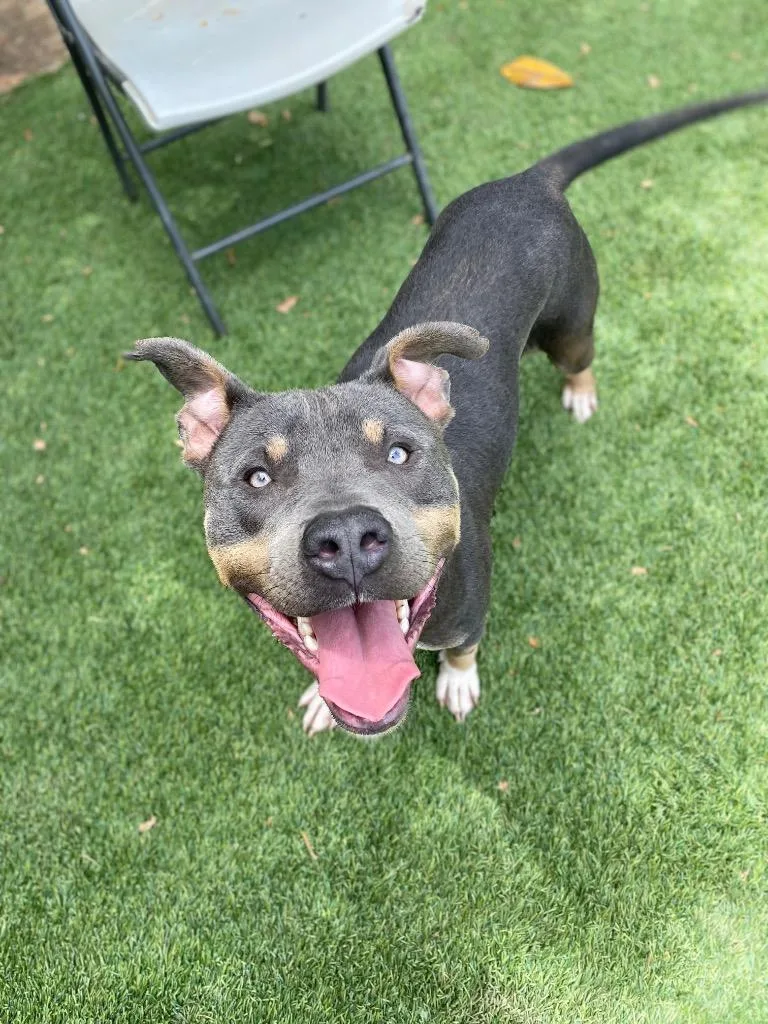 A young medium-sized male Pit Bull Terrier dog named Louie for adoption in Chico, CA