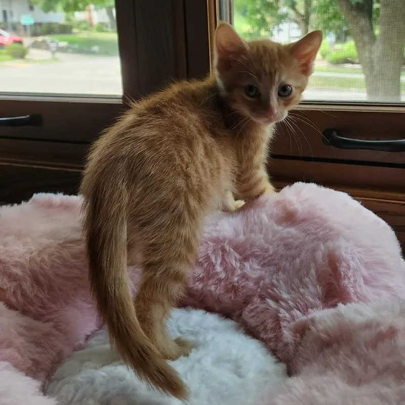 A baby small-sized male Orange / Red Domestic Short Hair cat named Durian for adoption in Waukesha, WI