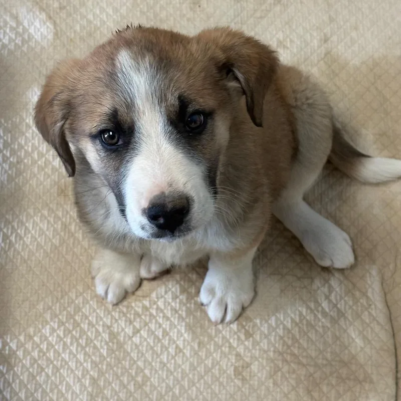 A baby small-sized male Brown / Chocolate Shepherd dog named Lasso for adoption in Flagstaff, AZ