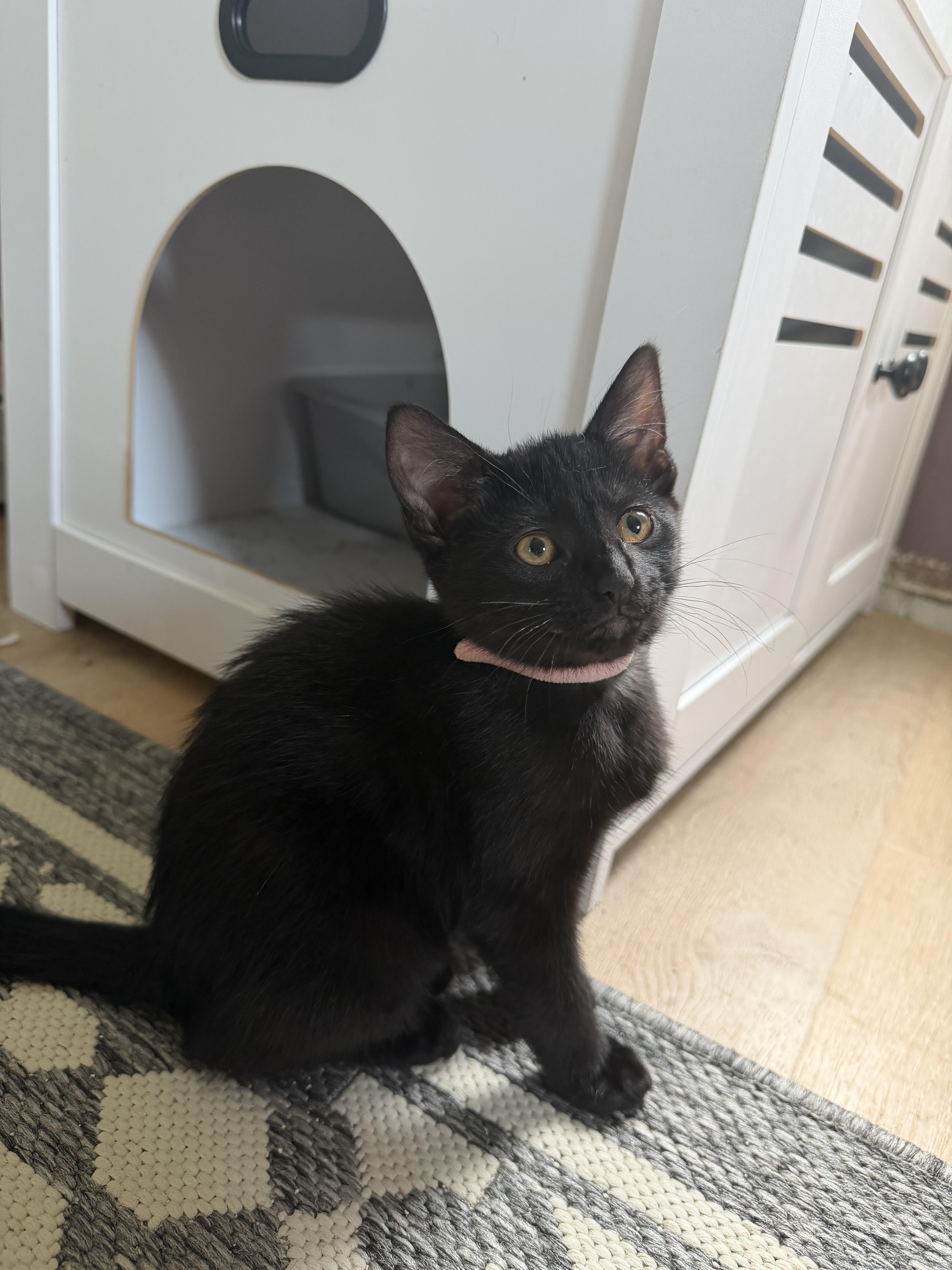 A baby medium-sized female Black Domestic Short Hair cat named Rosemary for adoption in Farmington, MN