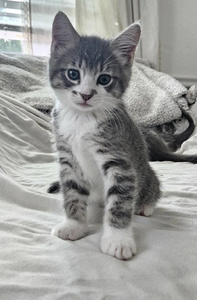 A baby medium-sized female Domestic Long Hair cat named Rose for adoption in St. Helens, OR