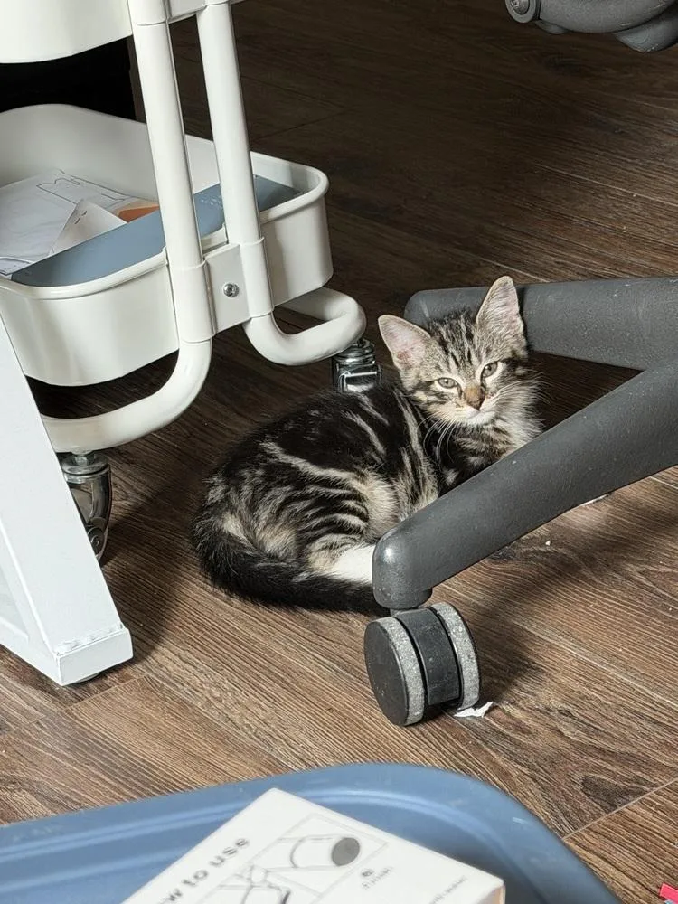 A baby medium-sized male Gray / Blue / Silver Domestic Medium Hair cat named Ranger for adoption in Richardson, TX