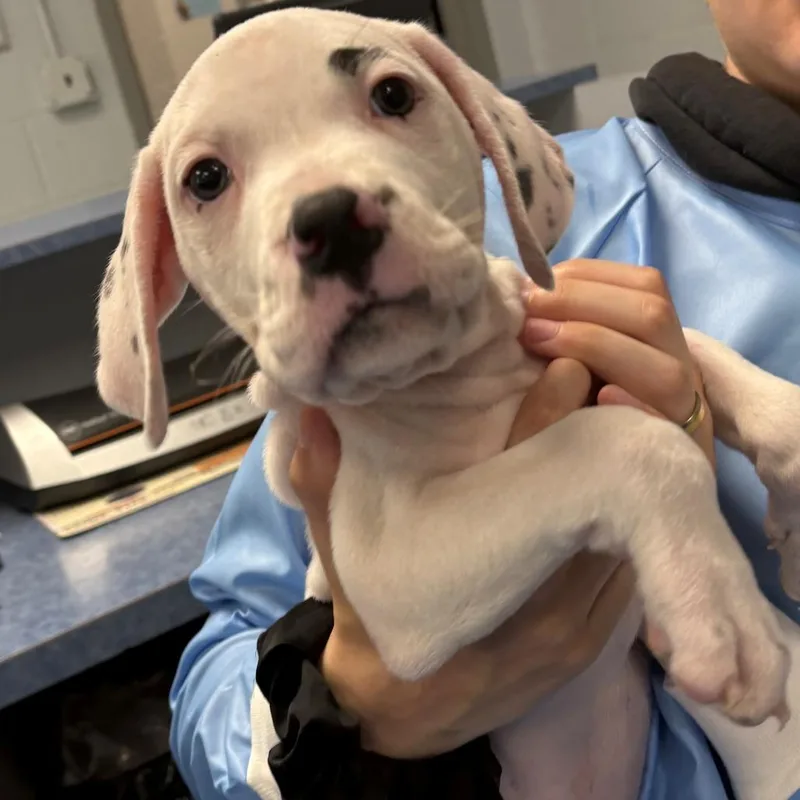 Brake Pad thumbnail 2