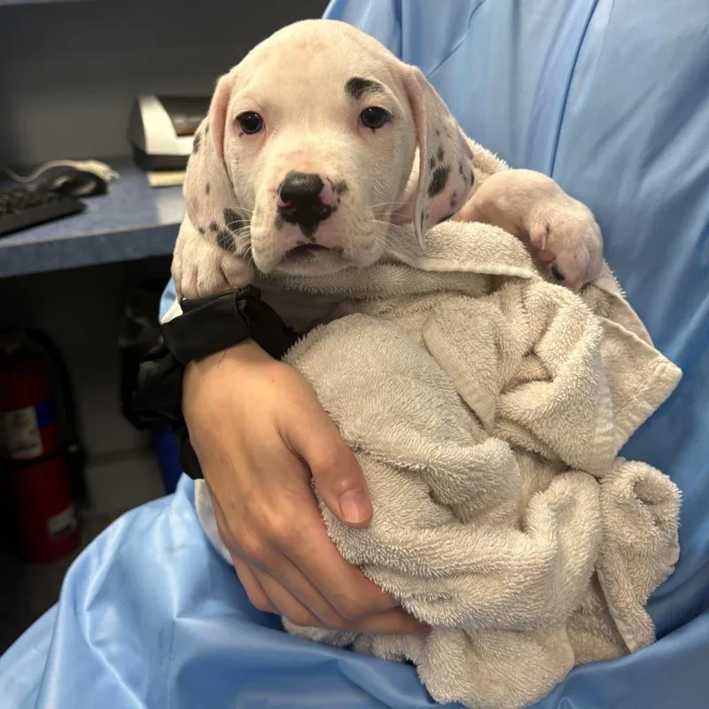 Brake Pad thumbnail 3