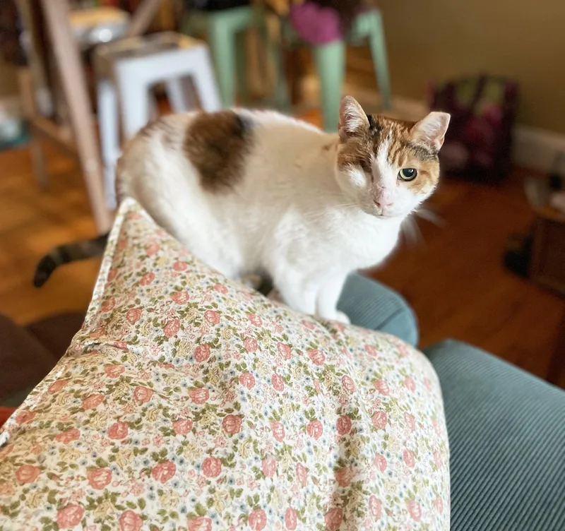 Rosie Mountain thumbnail 3