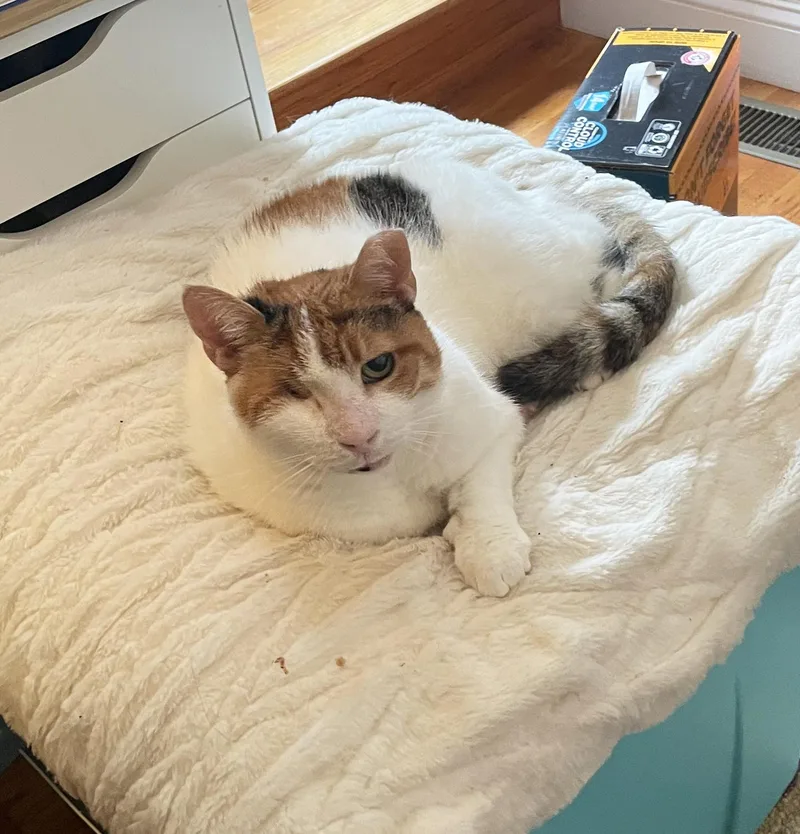 Rosie Mountain thumbnail 6