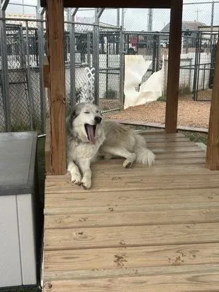 A young large-sized male Great Pyrenees dog named Koda for adoption in Divide, CO