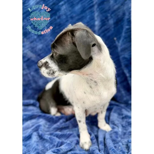 A young small-sized female White / Cream Chihuahua dog named Molly Mae for adoption in Inglewood, CA