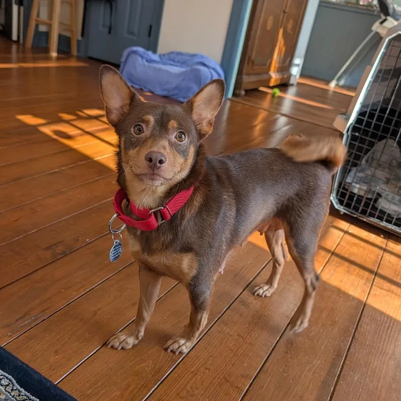 Seraphim Cowl thumbnail 3