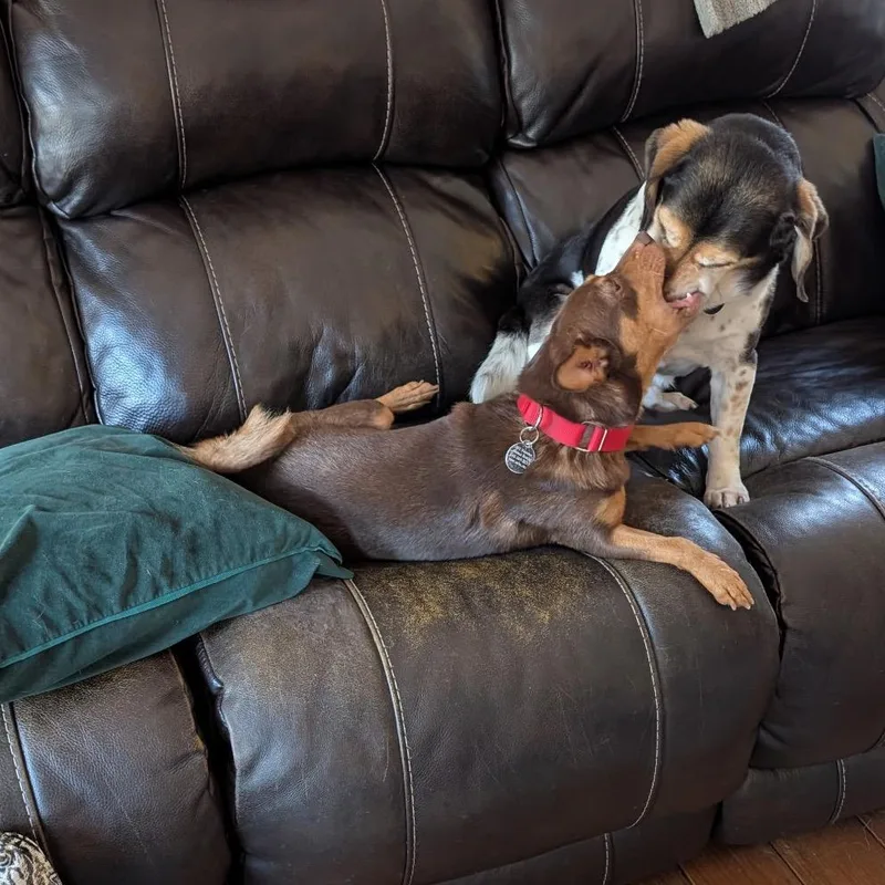 Seraphim Cowl thumbnail 4