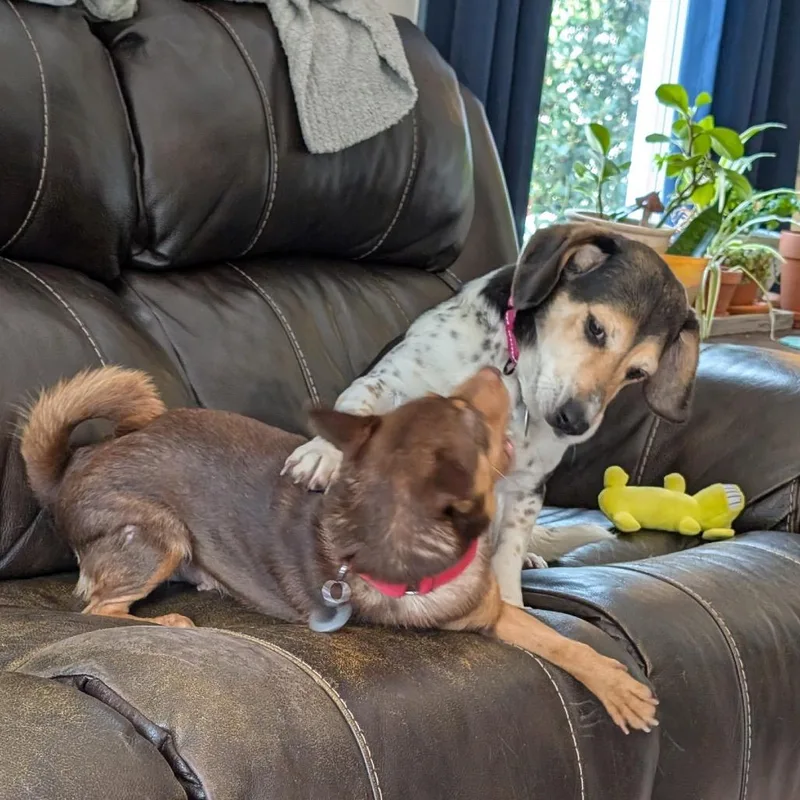 Seraphim Cowl thumbnail 5