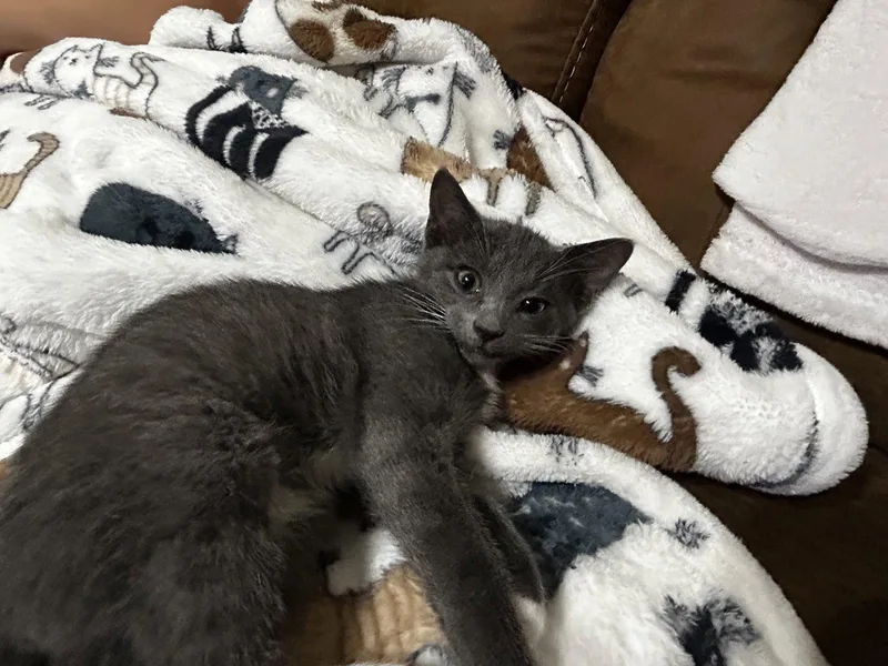 A young medium-sized male Gray & White Domestic Short Hair cat named Graysonkk for adoption in White Bluff, TN