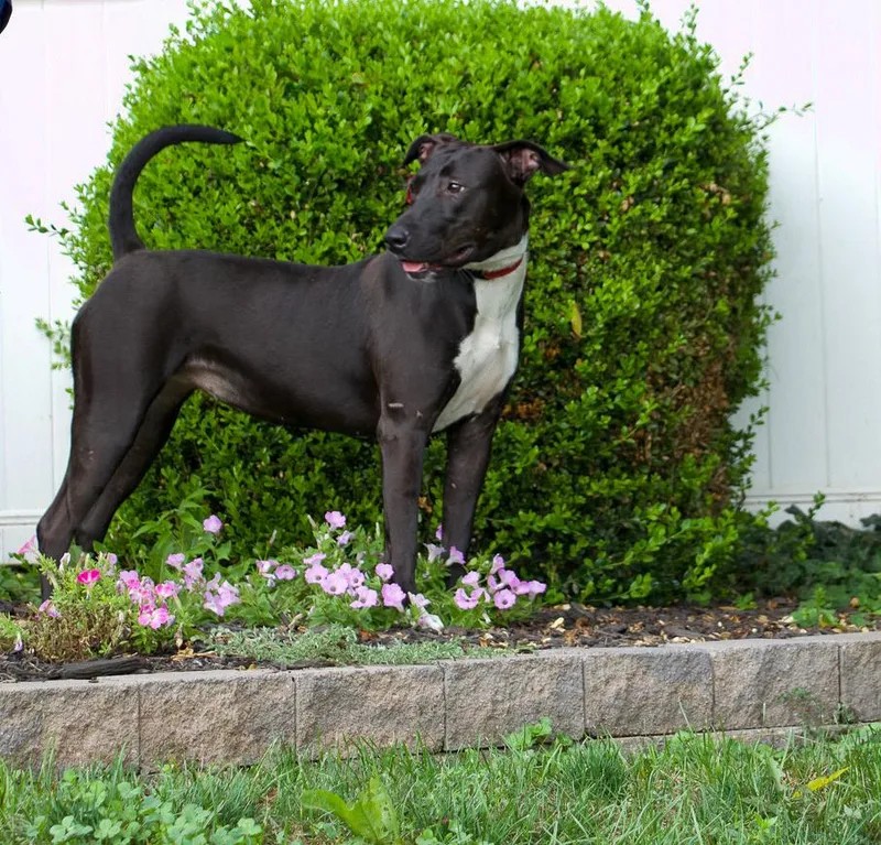 A young medium-sized female Black Greyhound dog named Emery hiking bestie for adoption in Houston, TX