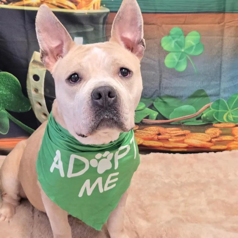 An adult medium-sized female Yellow / Tan / Blond / Fawn French Bulldog dog named Alani for adoption in Pennsville, NJ