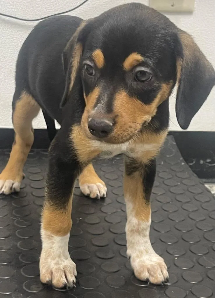 A baby medium-sized female Pointer dog named Eleanor for adoption in Seven Points, TX