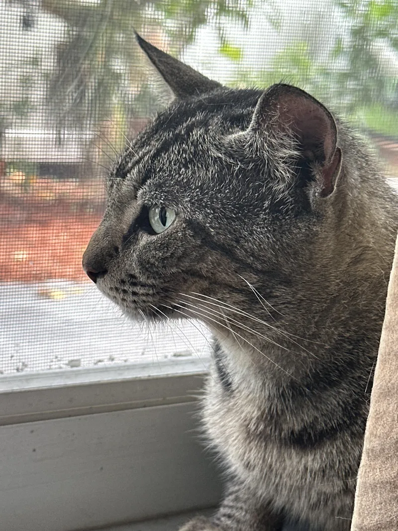 An adult medium-sized male Tabby (Buff / Tan / Fawn) Tabby cat named Milton for adoption in Pompano Beach, FL