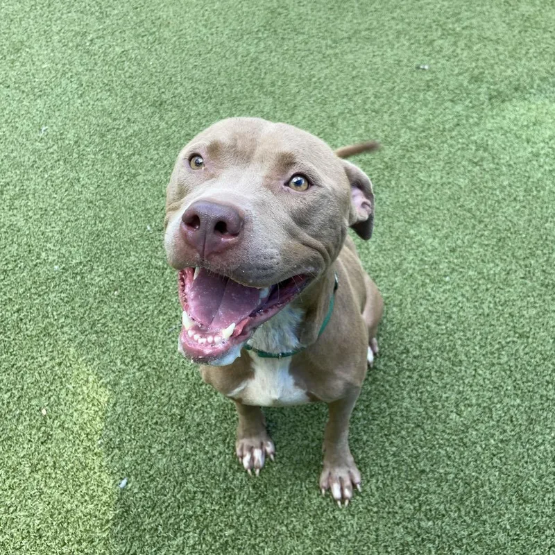 An adult medium-sized female Yellow / Tan / Blond / Fawn Pit Bull Terrier dog named Motty for adoption in Greensboro, NC